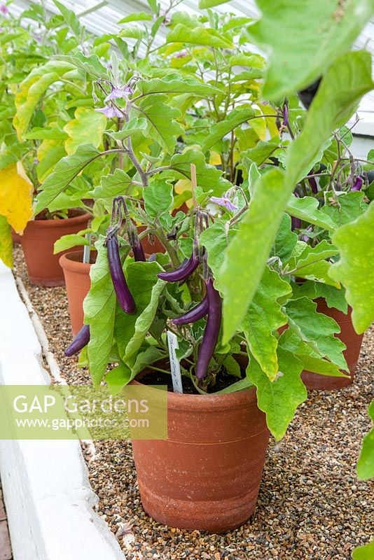 Terracotta containers with aubergines -  aubergine farmers long f1. Solanum melongena