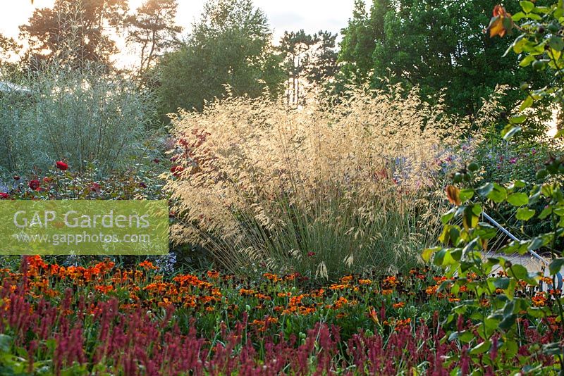 The Bowes - lyon garden in september - planting of heleniums and stipa gigantea in evening light. RHS Garden, Wisley, Surrey 