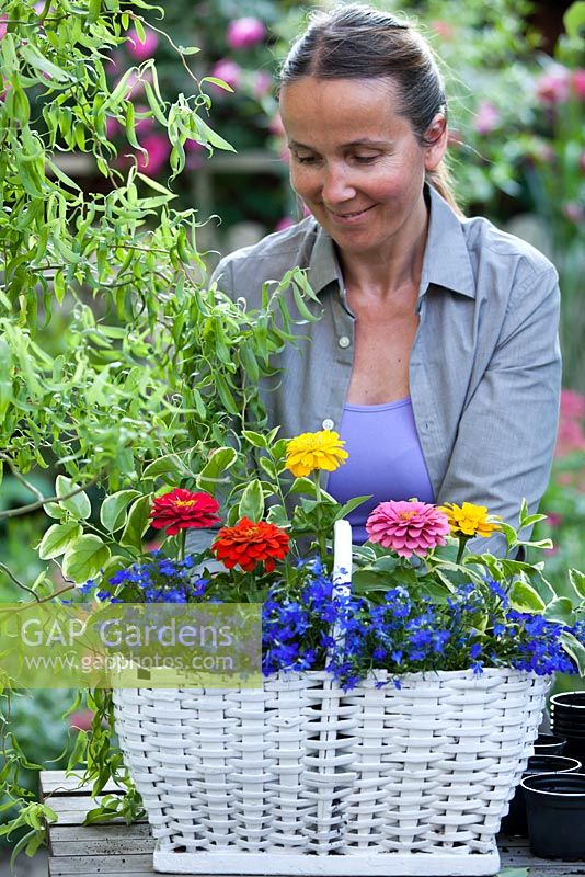Planting flowers in a basket. Lobelia erinus and Zinnia 'Thumbelina', Vinca major 'Variegata'.