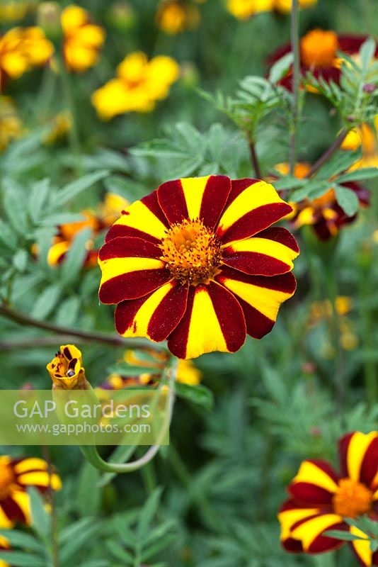 Marigold 'Tall Scotch Prize'