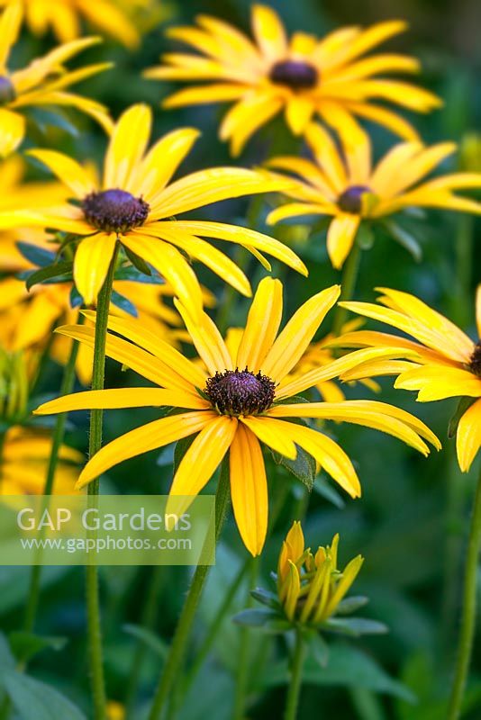 Rudbeckia fulgida sullivantii 'Goldsturm'