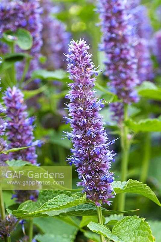 Agastache foeniculum Anise