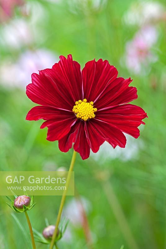 Cosmos bipinnatus 'Rubenza'