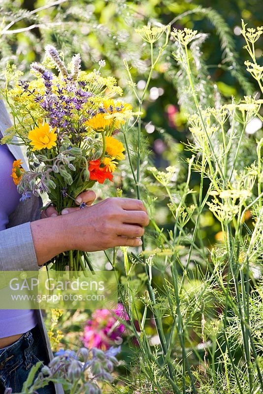 Woman picking edible and herb flowers: marigold, fennel, borago, mint, nasturtium.