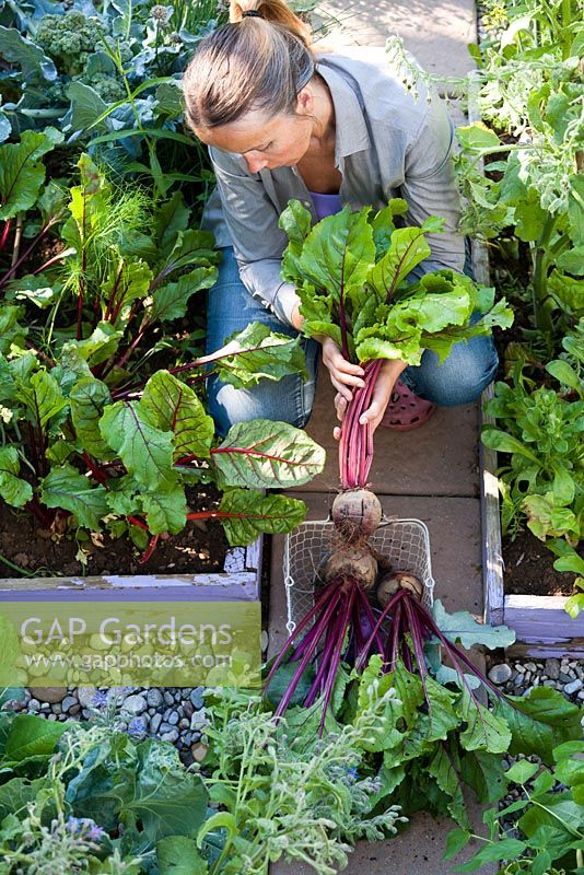 Woman harvesting beetroots.