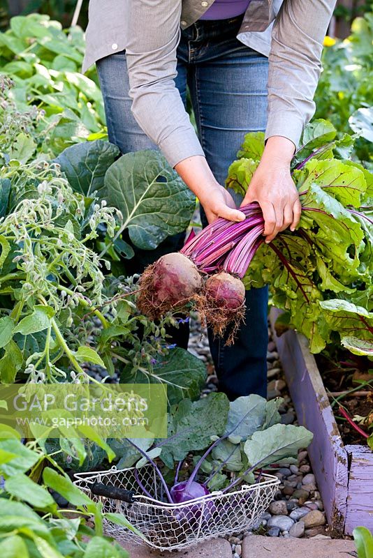 Woman harvesting beetroots.