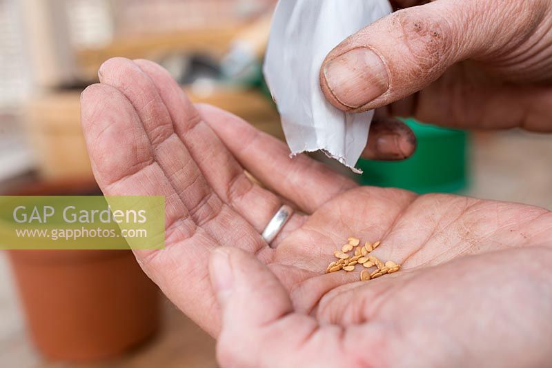 Emptying Aubergine 'Black Beauty' - Solanum melongena seeds into hand