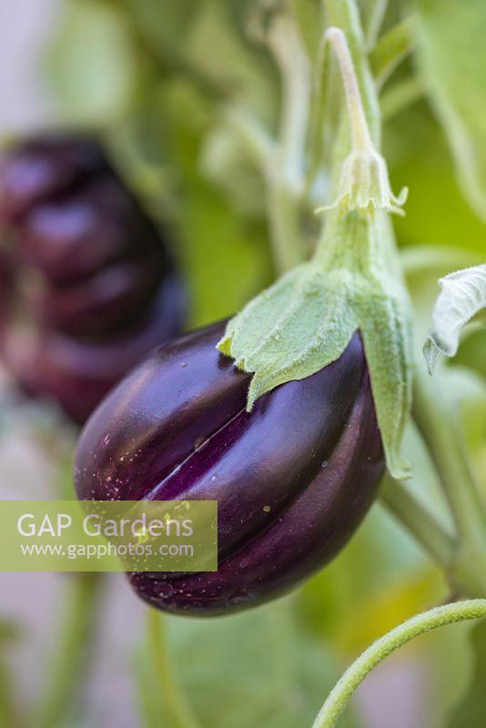 Solanum melongena - Aubergine 'Black Beauty' 