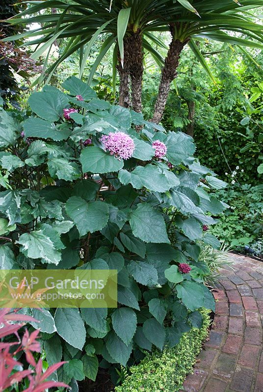 Clerodendron bungei