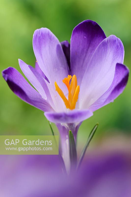 Crocus 'Karin' - Dutch crocus