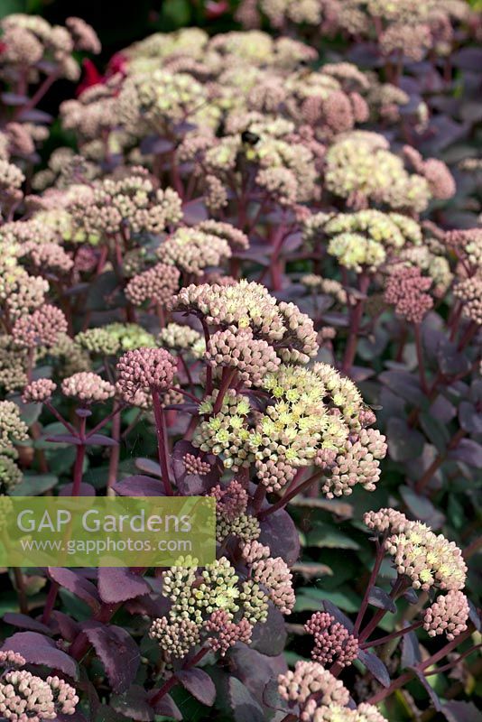 Sedum telephium ssp ruprechtii  