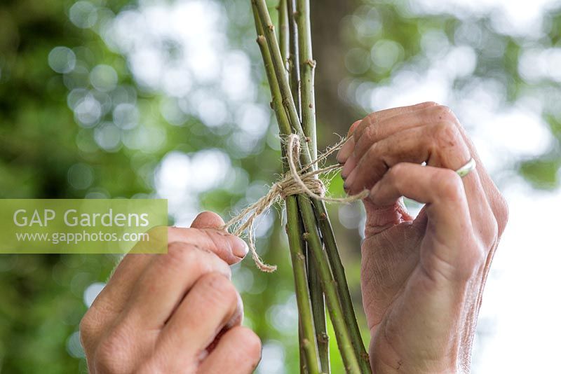 Securing willow branches together with string