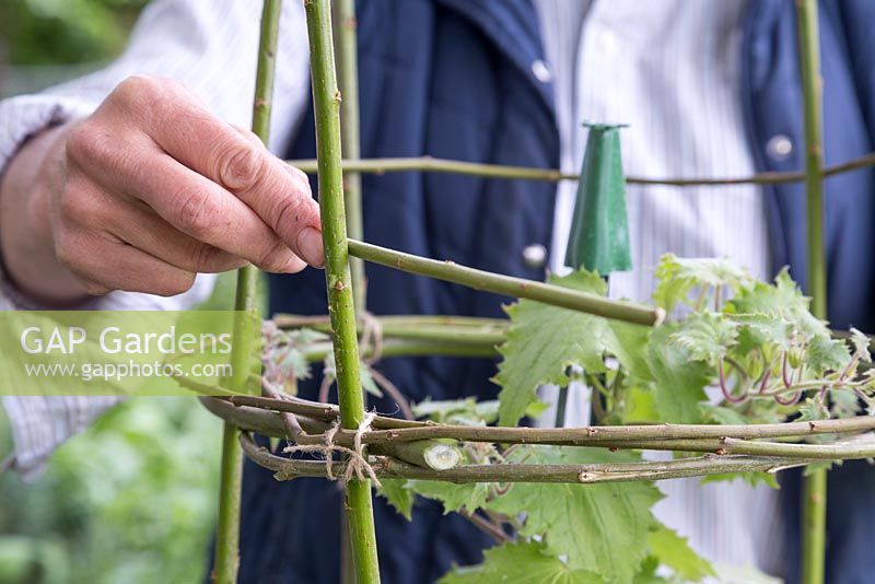 Weaving the willow branches through the arch to strengthen the structure and form a lower ring