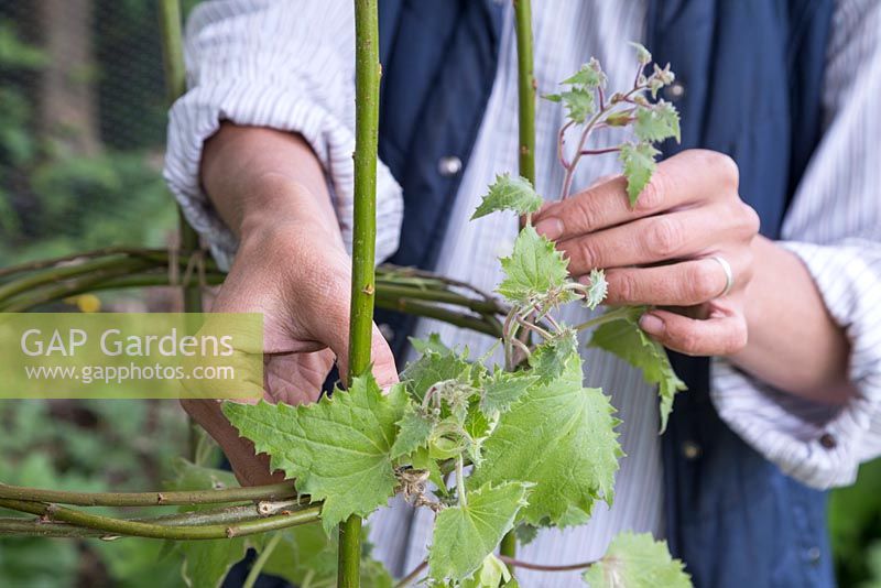 Manually assisting Lophospermum 'Wine Red' Lofus series to grow around the willow climbing support