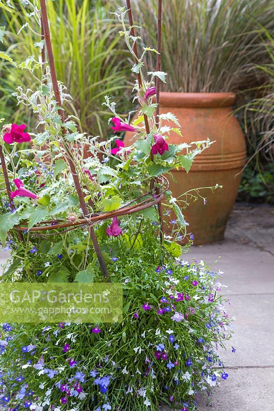 Mixed summer container with home made willow plant support. Lobelia erinus 'Trailing Red' Cascade series, Lobelia erinus 'Trailing Mixed' Cascade series and Lophospermum 'Wine Red' Lofus series 