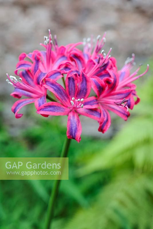 Nerine 'Hotspur'