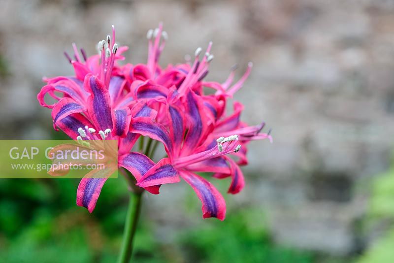 Nerine 'Hotspur'