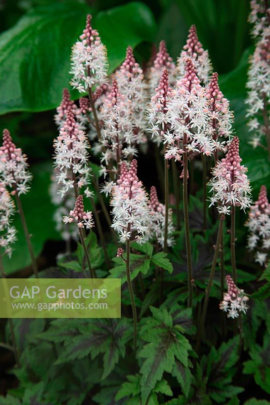 Tiarella 'Sugar and Spice' close up of flowers