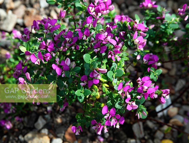 Polygala fruticosa 'Africana' plant in flower