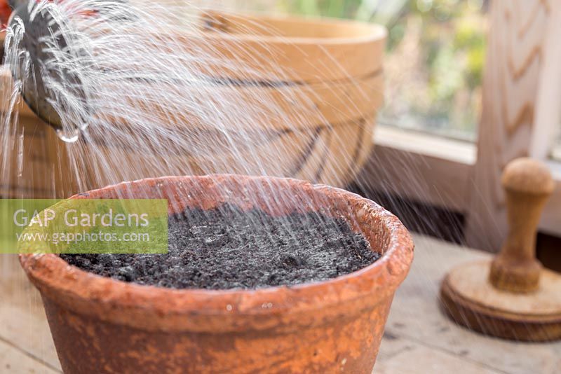 Watering freshly sown Tomato 'Chocolate Cherry' - Lycopersicon lycopersicum' seeds