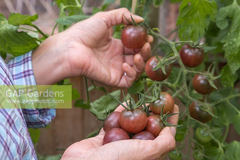 Harvesting Tomato 'Chocolate Cherry' - Lycopersicon lycopersicum