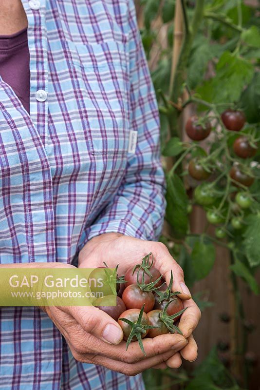 Woman holding bunch of Tomato 'Chocolate Cherry' - Lycopersicon lycopersicum