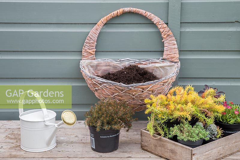 Ingredients required for Sedum hanging basket are Aeonium arboreum 'Atropurpureum', Sedum sexangulare, Sedum rupestre 'Angelina', Sedum spathulifolium 'Cape Blanco', Sedum hakonense 'Chocolate Ball' and Delosperma 'Jewel of Desert Ruby'