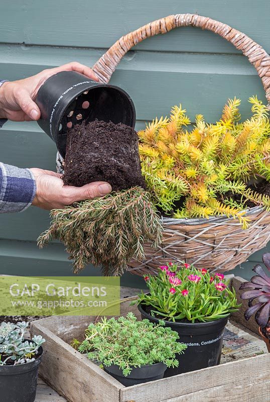 Removing Sedum hakonense 'Chocolate Ball' from pot