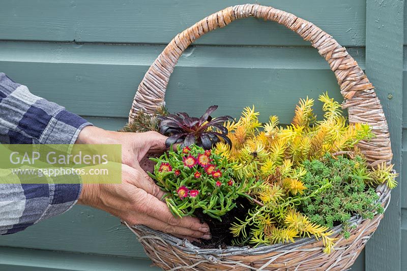 Planting Delosperma 'Jewel of Desert Ruby' in hanging basket