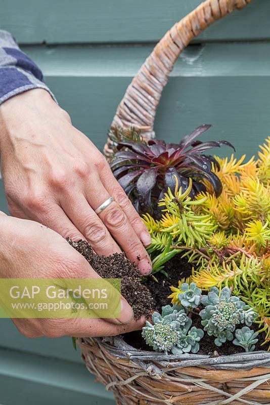 Filling in Sedum hanging basket with additional compost