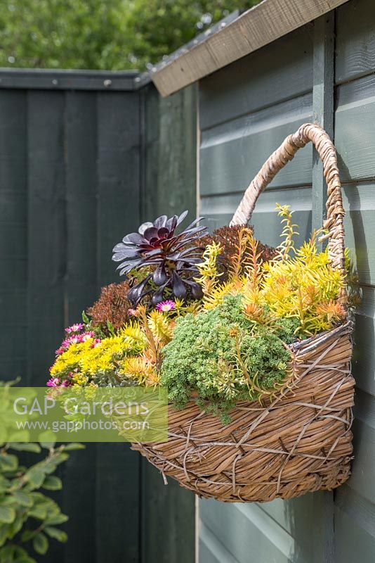 Sedum hanging basket planted with Aeonium arboreum 'Atropurpureum', Sedum sexangulare, Sedum rupestre 'Angelina', Sedum spathulifolium 'Cape Blanco', Sedum hakonense 'Chocolate Ball' and Delosperma 'Jewel of Desert Ruby'