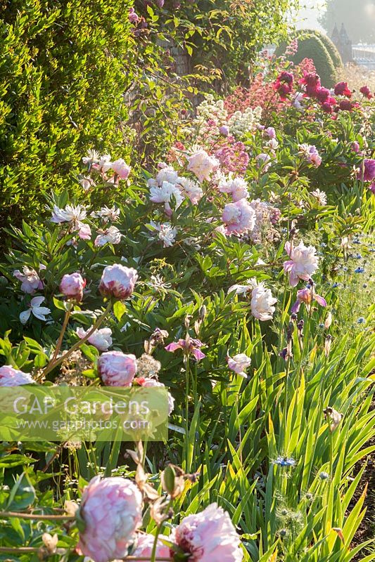 Border of Paeonias  - Helmingham Hall, Suffolk