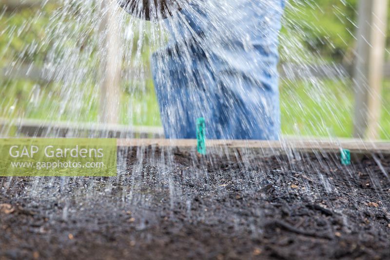 Watering freshly sown Beetroot 'Rainbow Beet' - Beta vulgaris seeds