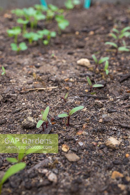 Growth develpment of Beetroot 'Rainbow Beet' - Beta vulgaris seedlings