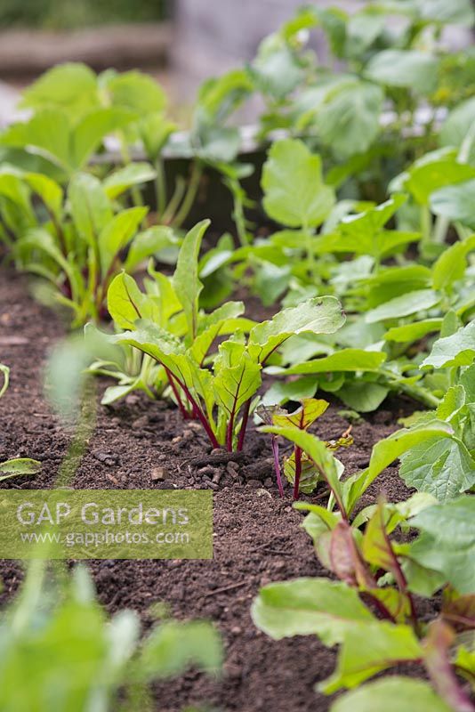 Beta vulgaris. Growth development of Beetroot 'Rainbow Beet' 
