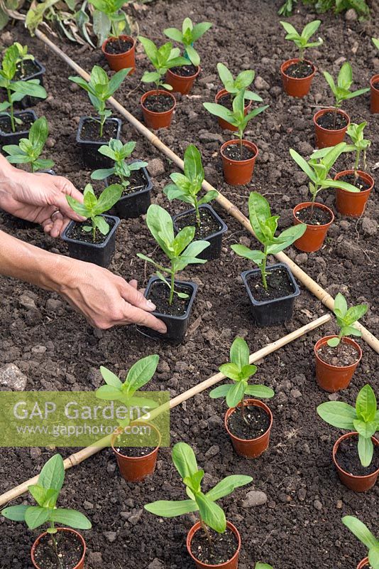 Placing Zinnia elegans 'Purple Prince', Zinnia elegans 'Envy' and Zinnia elegans 'Fireball Blend' seedlings into desired planting location