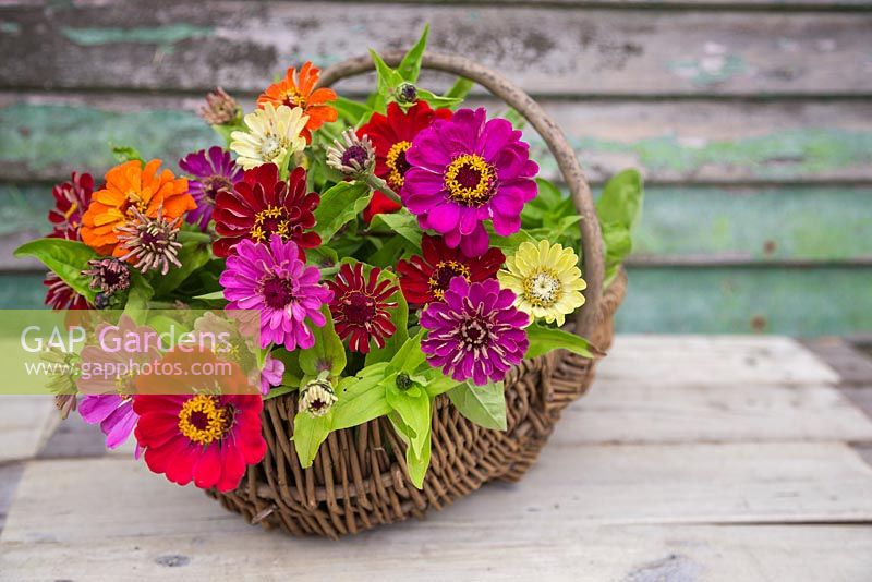 Floral arrangement of Zinnia elegans 'Purple Prince', Zinnia elegans 'Envy' and Zinnia elegans 'Fireball Blend' in wicker basket