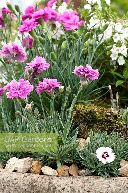 Dianthus 'Pop Star' and 'Tickled Pink' with a single bloom of 'Starry Eyes'