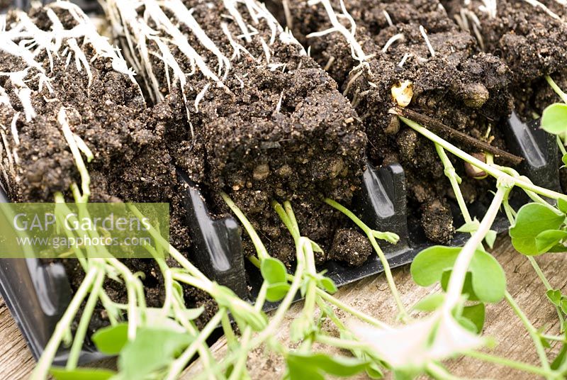 The roots of Sweet Pea seedlings, Lathrus odoratus 'Fragrantissima' growing in root trainers. 
