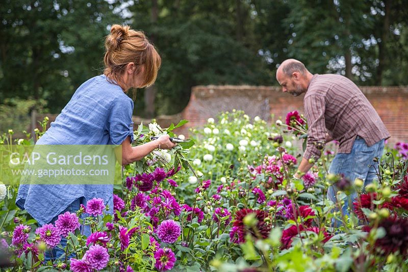 Patrick Cadman and Sheree King cutting Dahlias side by side