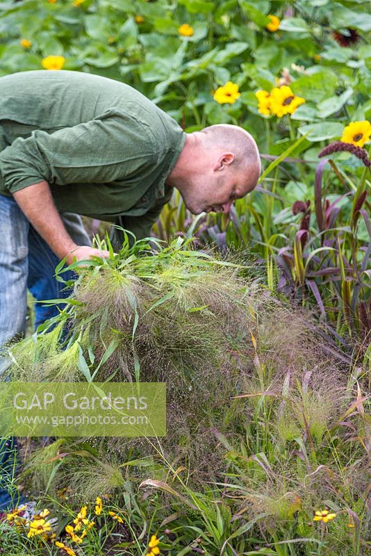 Patrick Cadman cutting a bunch of Panicum elegans 'Frosted Explosion'