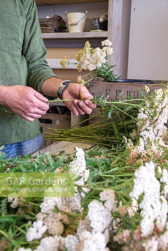Creating flower bunches for a farmers market. Removing all the lower foliage from Achillea flowers