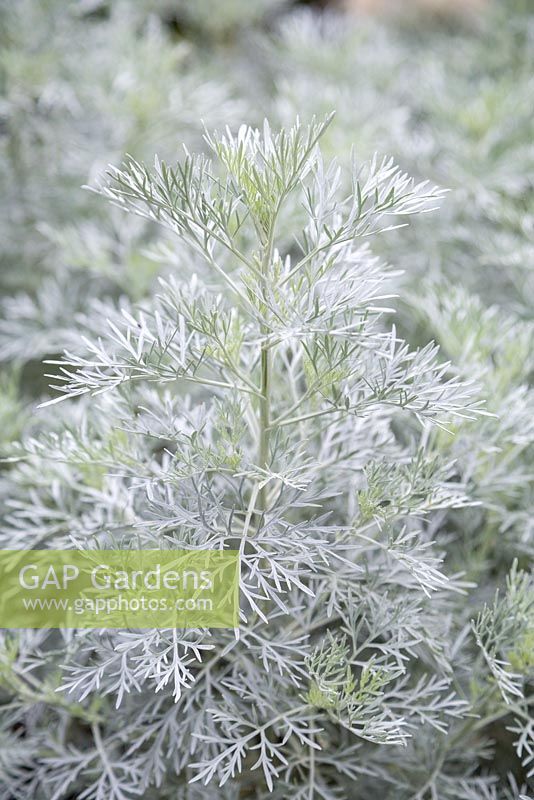 Artemisia 'Powis Castle'