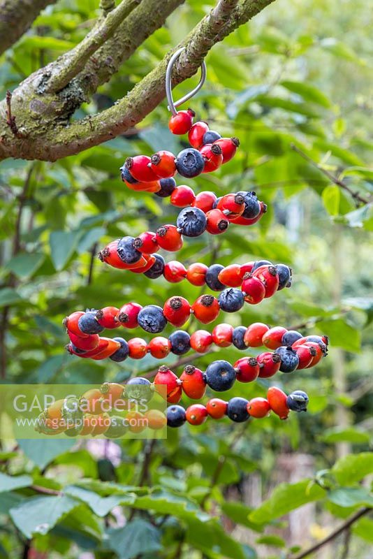 A natural spiral Bird Feeder made with Blueberries and Rose hips