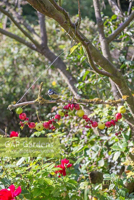 A blue tit on Foraged Bird Feeder made with wild Crab Apples, Hawthorn berries and Rose hips