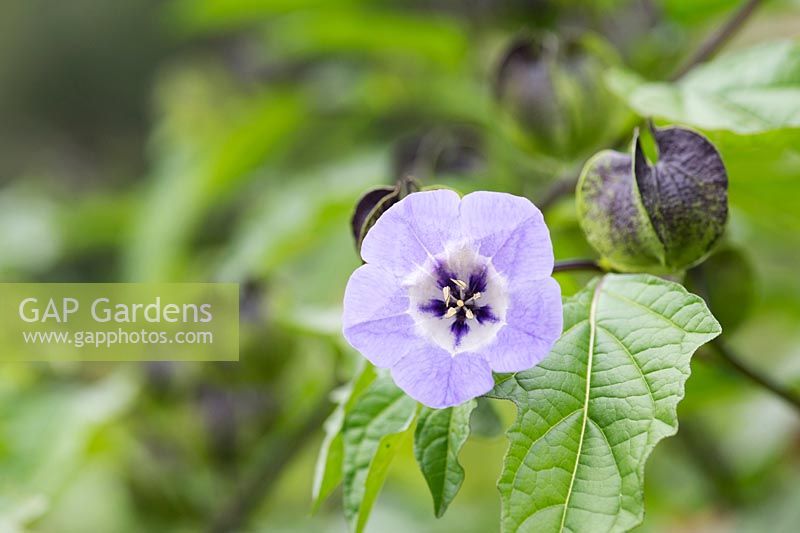 Nicandra physalodes - Shoo fly plant - August - Oxfordshire