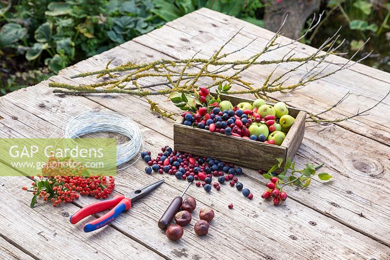 Ingredients required for making Berry Strings. Lichen covered branches, Wild Crab Apples, Sloe berries, Rose hips, Horse Chestnuts, Pyracantha and Wire