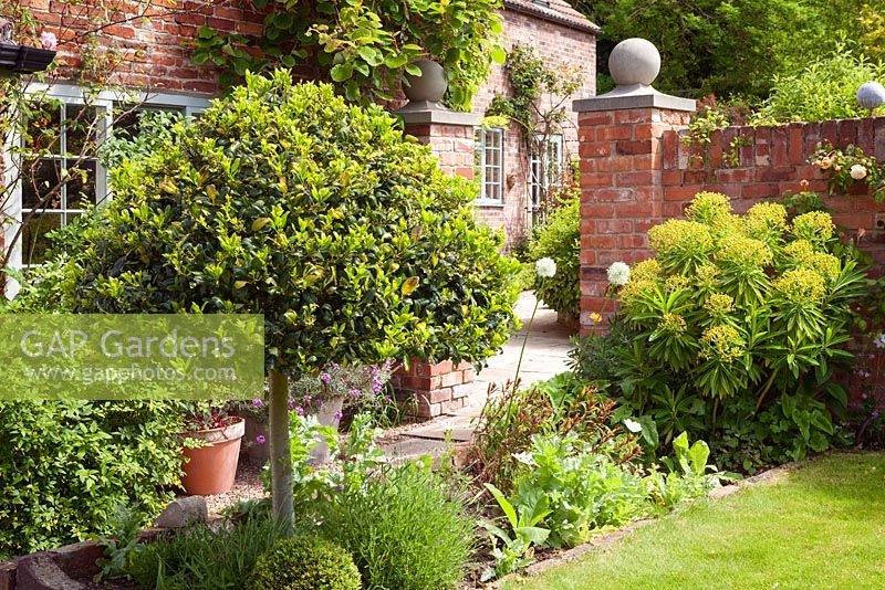 Looking through to the garden with standard variegated Holly, Ilex aquifolium 'Golden Van Tol'. Hope House, Caistor, Lincolnshire, UK.