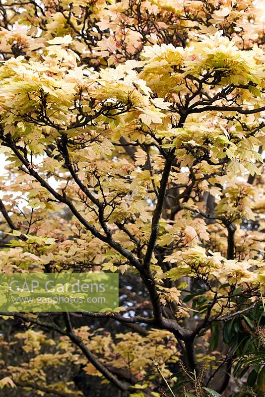 Acer pseudoplatanus 'Brilliantissimum'-  - Late April - Kew Gardens, London, UK