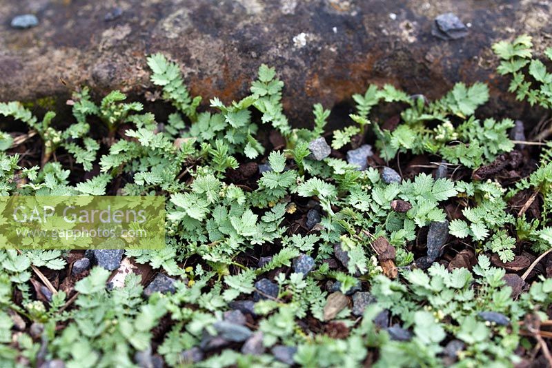 Acaena buchananii - Late April - Kew Gardens, London, UK